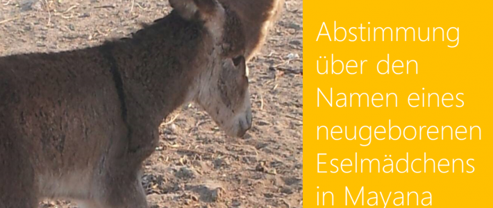 Ella, die neue Eselin in Namibia